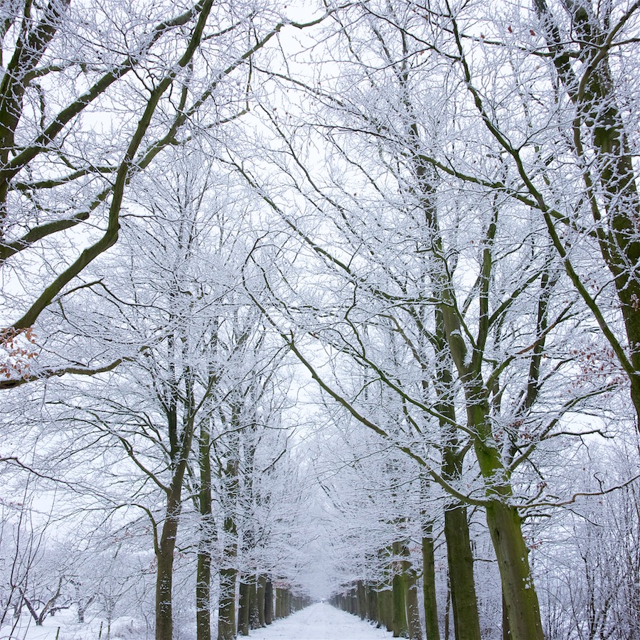 Keistad Fotocollectief Winters wit. Foto van bomenrij in de sneeuw.