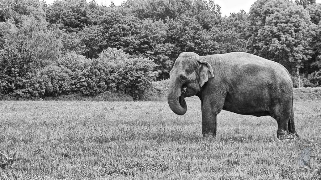 Cursus Storytelling - olifant in weiland